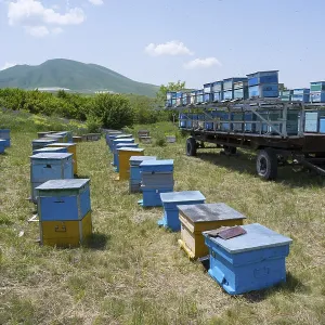 Numerous blue and yellow beehives stand in a flat meadow at the foot of a green hill Numerous blue and yellow beehives stand in a flat meadow at the foot of a green hill