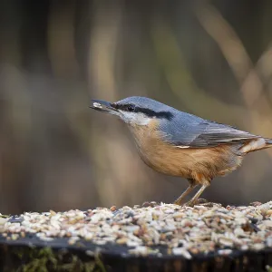 Nuthatch (Sitta europaea) at a feeding site with a sunflower seed in its beak Nuthatch (Sitta europaea) at a feeding site with a sunflower seed in its beak