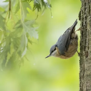 A nuthatch (Sitta europaea) standing on a tree trunk with green foliage in the background A nuthatch (Sitta europaea) standing on a tree trunk with green foliage in the background