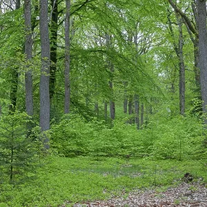 Oak, beech mixed forest in springtime (Quercus robur) (Fagus sylvatica) Oak, beech mixed forest in springtime (Quercus robur) (Fagus sylvatica)