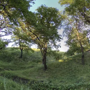Forêt d'érables baignée de la lumière du matin Forêt d'érables baignée de la lumière du matin