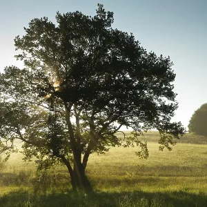 Oak (Quercus) Print Oak (Quercus) Print