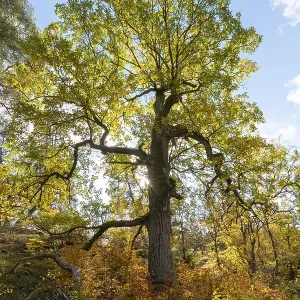 Oak (Quercus) in autumn, backlight