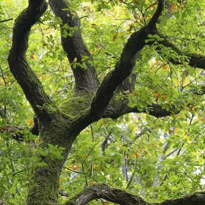 Oak (Quercus) in the nature reserve Urwald Baumweg in autumn
