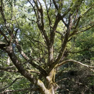 Oak tree with green foliage and moss-covered trunk expanding branches in a forest Oak tree with green foliage and moss-covered trunk expanding branches in a forest