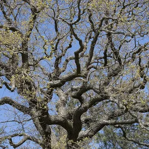Oak tree with strong branches in spring forest