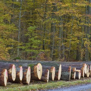 Oak tree trunks in autumn forest marked with pink numbers Oak tree trunks in autumn forest marked with pink numbers
