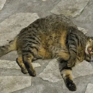 Obese Domestic Cat Rolling