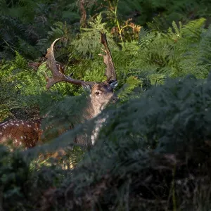 Obscured by the bracken, a strong fallow deer (Dama dama) suddenly stands in front of me