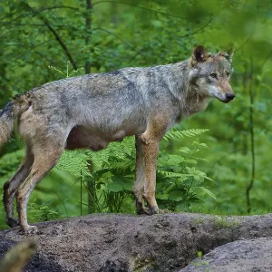 An observant female wolf with mammals observes her surroundings in the dense forest