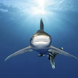 Oceanic whitetip shark (Carcharhinus longimanus) from front Oceanic whitetip shark (Carcharhinus longimanus) from front