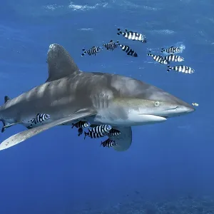 Oceanic whitetip shark (Carcharhinus longimanus) surrounded by Pilot Fishes (Naucrates ductor) floats in the open sea Oceanic whitetip shark (Carcharhinus longimanus) surrounded by Pilot Fishes (Naucrates ductor) floats in the open sea