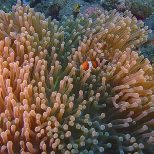 An Ocellaris Clownfish (Amphiprion ocellaris) hides in a large An Ocellaris Clownfish (Amphiprion ocellaris) hides in a large