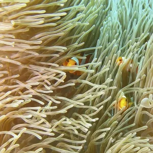 Close-up of Ocellaris Clownfish Hiding in Anemone Print Close-up of Ocellaris Clownfish Hiding in Anemone Print