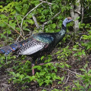 Ocellated turkey (Meleagris ocellata)