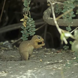 Ochre bush squirrel (Paxerus ochraceus)