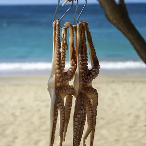 Octopus is dried in the sun, Naxos Octopus is dried in the sun, Naxos