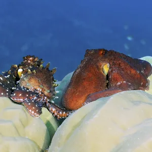Octopus, Octopus (Octopus vulgarsi) mating
