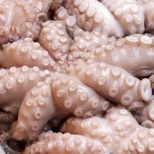 Octopus sold at a fish market Octopus sold at a fish market