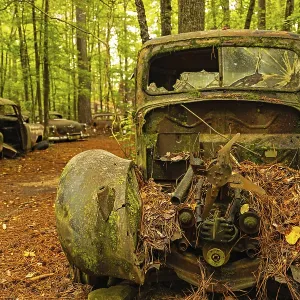 Abandoned Car in a Forest Print Abandoned Car in a Forest Print