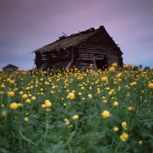 Old barn in Flower Meadow, Finland, Europe Old barn in Flower Meadow, Finland, Europe