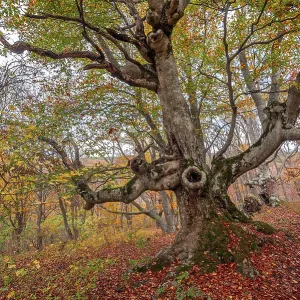 Old beech in autumn forest