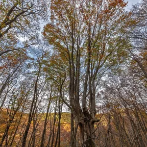 Old beech in autumn forest