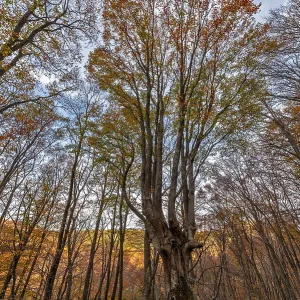 Old beech in autumn forest Print Old beech in autumn forest Print