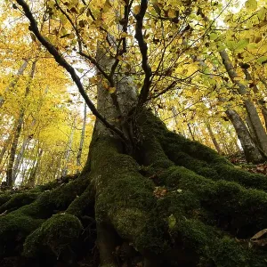 Old beech, autumn forest, Swabian Alb Old beech, autumn forest, Swabian Alb