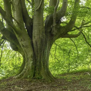 Old beech ( Fagus sylvatica) in fresh green Old beech ( Fagus sylvatica) in fresh green