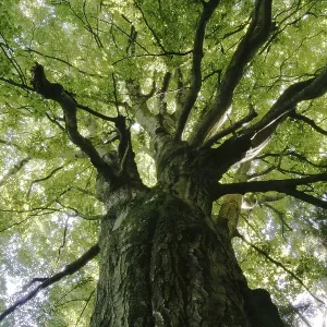 Old beech (Fagus sylvatica), view from below Old beech (Fagus sylvatica), view from below