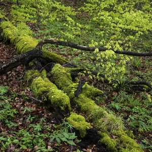 Old beech forest with dead wood in Jasmund National Park on Rugen Old beech forest with dead wood in Jasmund National Park on Rugen