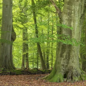 Old beech forest near the Ivenacker Eichen
