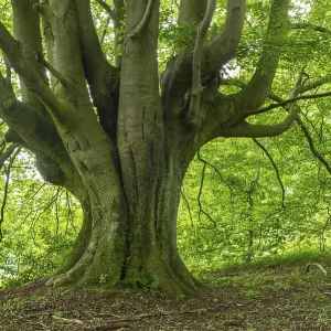 Old Beech Print, Teutoburg Forest Germany Old Beech Print, Teutoburg Forest Germany