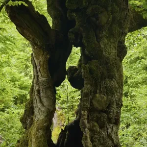 Old Beech Tree (Fagus sylvatica)