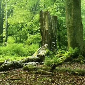 Old beech trees in a former pastoral forest