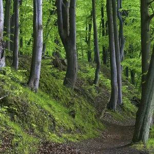 Old Beeches (Fagus sylvatica) bordering a walking trail
