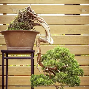 Old bonsai tree in a flower pot grows downwards