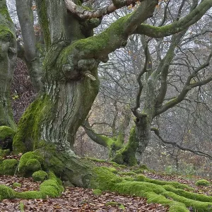 Old Common Beech or European Beech (Fagus sylvatica) in Hutewald forest
