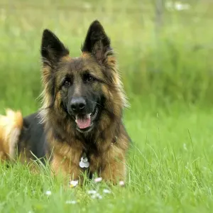 Old German Longhair Shepherd Dog Print