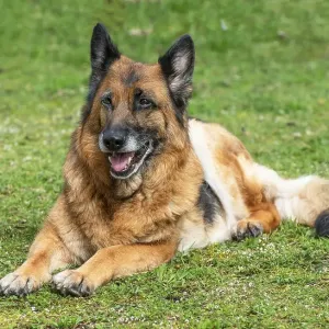 Old German shepherd dog, female