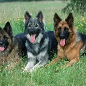 Old German Shepherd Dogs, German Shepherd Dog