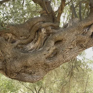 Old, gnarled olive tree in the olive grove of Lun Old, gnarled olive tree in the olive grove of Lun