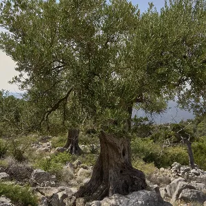 Old, gnarled olive tree in the olive grove of Lun