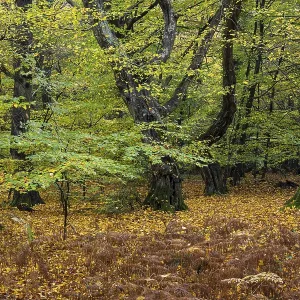 Old, gnarled trees in the Urwald Baumweg nature reserve in autumn