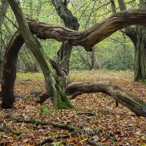 Old, gnarled trees in the Urwald Baumweg nature reserve in autumn