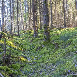 Old Hollow way on the ground in a spruce tree forest with green moss on the forest floor Sweden