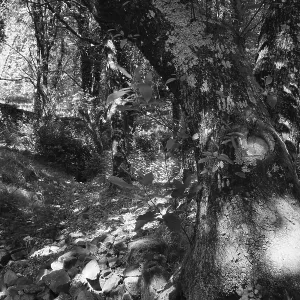 Old holm oak (Quercus ilex), forest