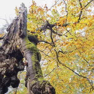 Old hute beech in autumn, Kellerwald