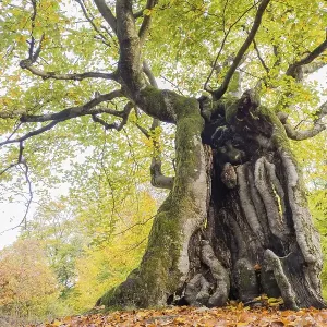 Old hute beech in autumn, Kellerwald